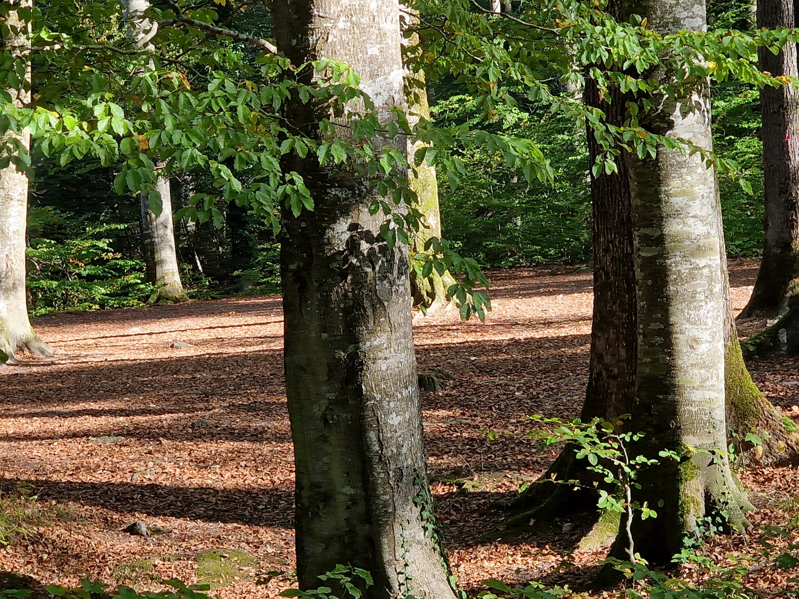 Mentales Outdoor-Training Hybrid II